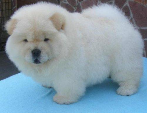 Vand pui de chow-chow!! - Pret | Preturi Vand pui de chow-chow!!