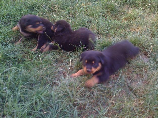 Vand pui Rottweiler - Pret | Preturi Vand pui Rottweiler