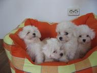 Catelusi Bichon Maltese - Pret | Preturi Catelusi Bichon Maltese