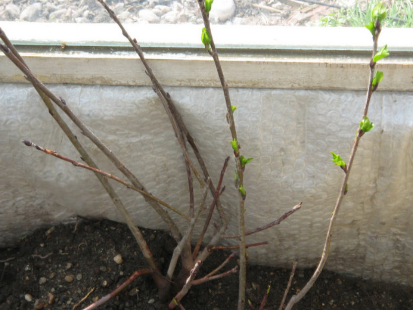 De vanzare arbusti Aronia melanocarpa - Pret | Preturi De vanzare arbusti Aronia melanocarpa
