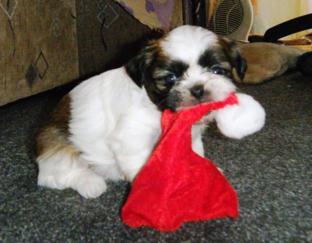 Vand Shih-Tzu - Pret | Preturi Vand Shih-Tzu