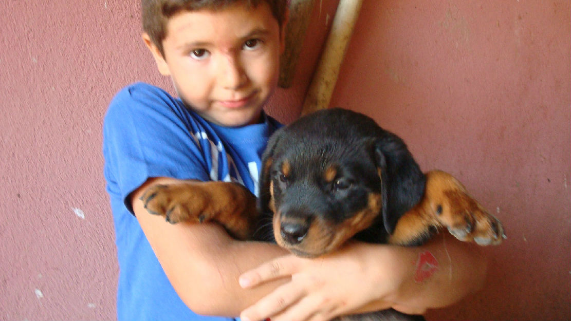 vand catei rottweiler - Pret | Preturi vand catei rottweiler