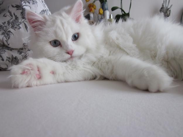Vand pisica persana+angora alba - Pret | Preturi Vand pisica persana+angora alba