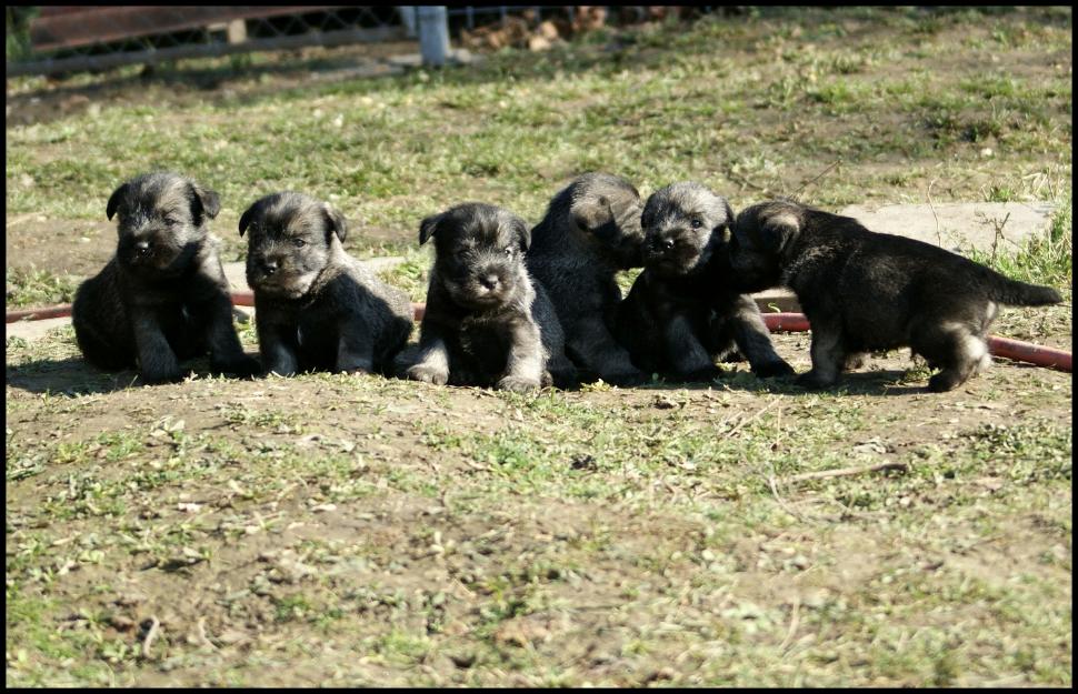 pui standard schnauzer - Pret | Preturi pui standard schnauzer