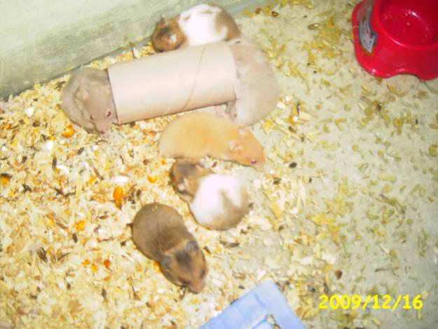 Vand pui de hamsteri sirieni - Pret | Preturi Vand pui de hamsteri sirieni