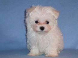 vand cateluse bichon maltese albe - 5 saptamani - Pret | Preturi vand cateluse bichon maltese albe - 5 saptamani