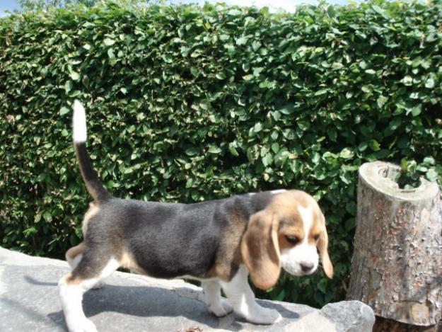 PUI BEAGLE TRICOLORI DE VANZARE - Pret | Preturi PUI BEAGLE TRICOLORI DE VANZARE