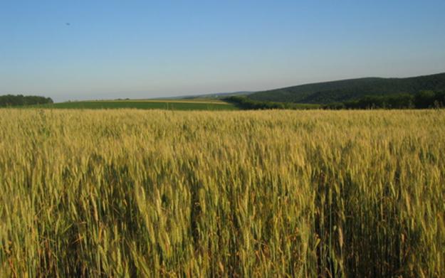 TEREN EXTRAVILAN AGRICOL IN JUDETUL GIURGIU - Pret | Preturi TEREN EXTRAVILAN AGRICOL IN JUDETUL GIURGIU