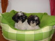 Vand pui Shih-Tzu - Pret | Preturi Vand pui Shih-Tzu