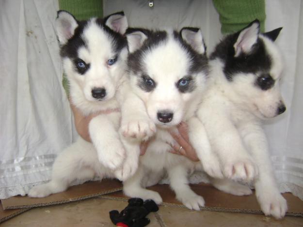 catelusi husky siberiani - Pret | Preturi catelusi husky siberiani