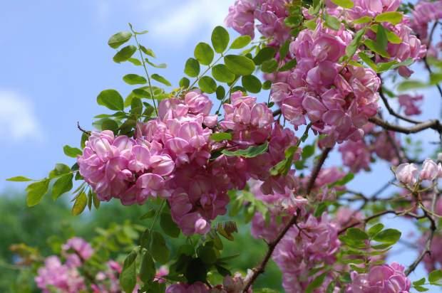 Vindem plante de robinia (salcia)!!! - Pret | Preturi Vindem plante de robinia (salcia)!!!