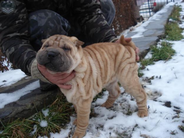 PUI SHAR PEI EXTRA CUTATI DE VANZARE - Pret | Preturi PUI SHAR PEI EXTRA CUTATI DE VANZARE