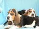 basset hound - Pret | Preturi basset hound