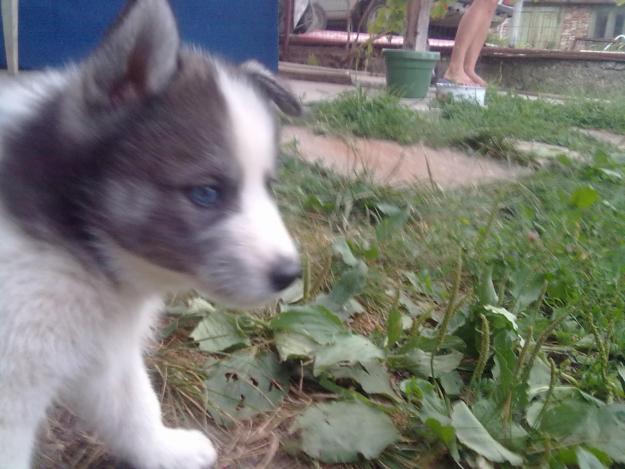 vand husky siberian - Pret | Preturi vand husky siberian