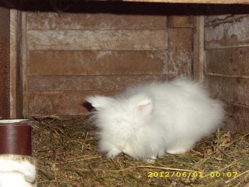 Angora pitic - iepurasi Galati - Pret | Preturi Angora pitic - iepurasi Galati