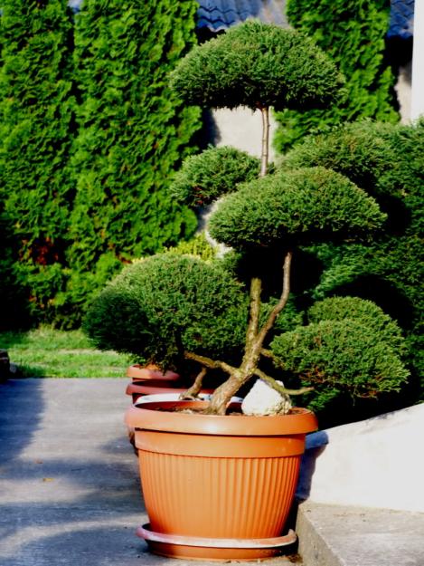 bonsai de gradina - Pret | Preturi bonsai de gradina
