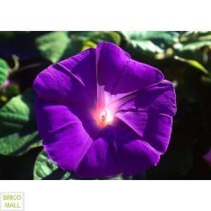 Ipomoea Purpurea - Pret | Preturi Ipomoea Purpurea
