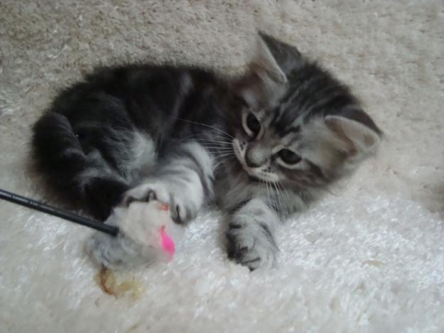 Motanel siberian silver - Pret | Preturi Motanel siberian silver