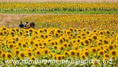 Cumparam/arendam teren agricol in Republica Moldova - Basarabia - Pret | Preturi Cumparam/arendam teren agricol in Republica Moldova - Basarabia