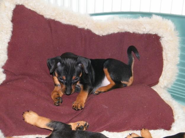 Vand Pinscher Pitic - Pret | Preturi Vand Pinscher Pitic