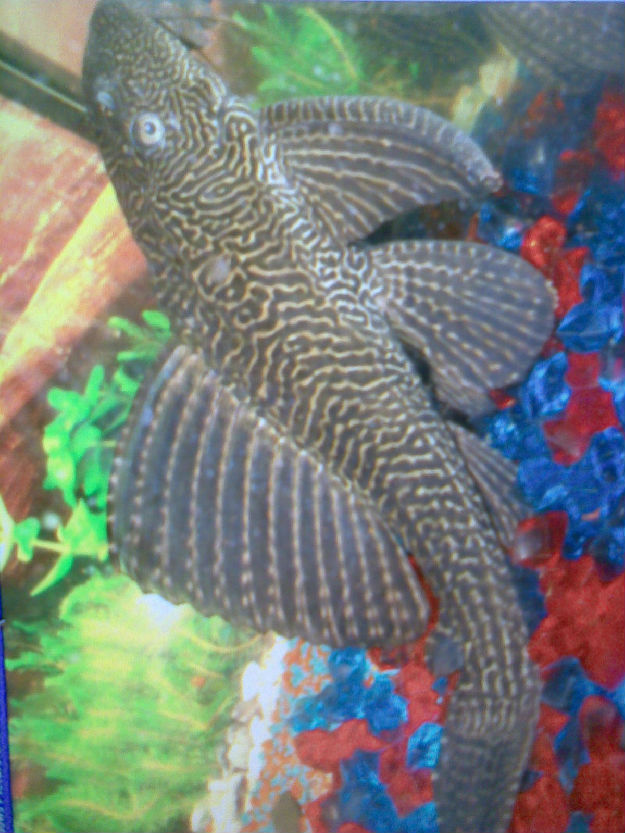 vand plecostomus sanitar 80 lei - Pret | Preturi vand plecostomus sanitar 80 lei