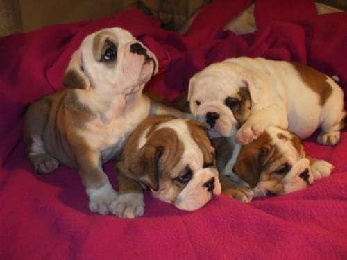Catei Bulldog englez - Pret | Preturi Catei Bulldog englez