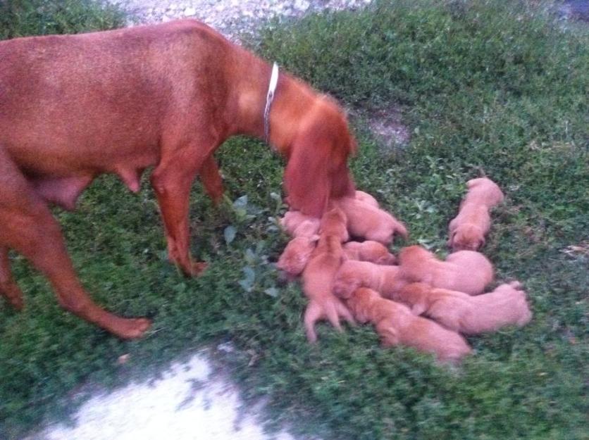 vand pui vizsla maghiara - Pret | Preturi vand pui vizsla maghiara