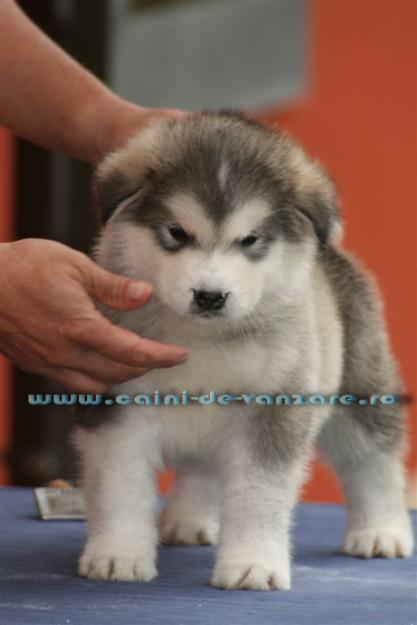 Malamut de Alaska de vanzare - Calitate Expo - Pedigree tip A - Pret | Preturi Malamut de Alaska de vanzare - Calitate Expo - Pedigree tip A