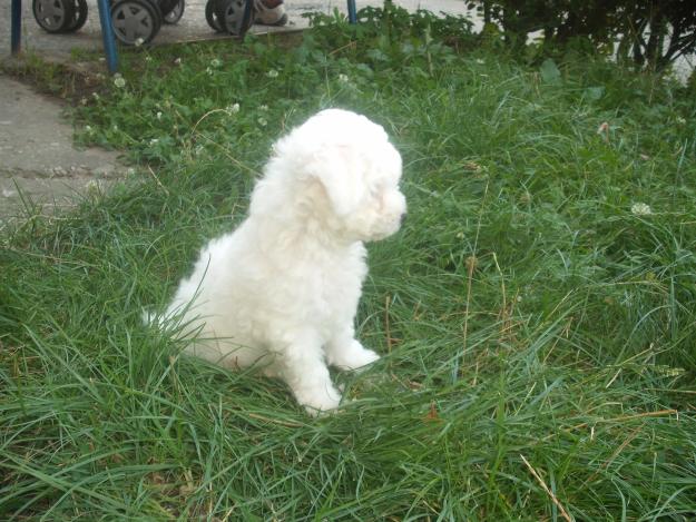 VAND CATEI BICHON HAVANESE - Pret | Preturi VAND CATEI BICHON HAVANESE