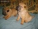 SHAR PEI PUI RASA PURA MASCULI SI FEMELE - Pret | Preturi SHAR PEI PUI RASA PURA MASCULI SI FEMELE