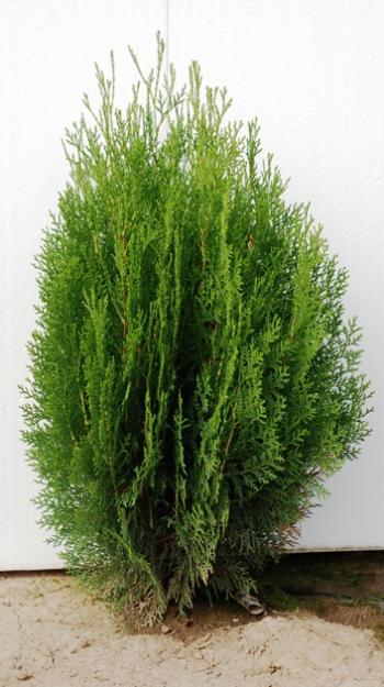 Vand tuia (thuja) globosa din pepiniera proprie - Pret | Preturi Vand tuia (thuja) globosa din pepiniera proprie