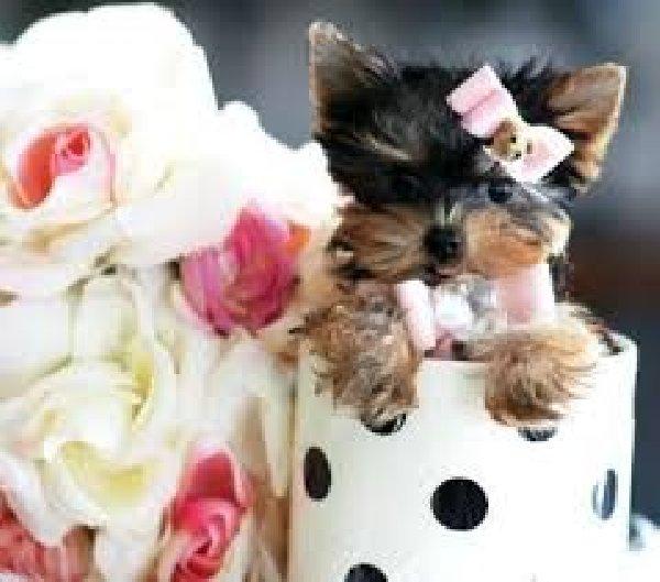 vand yorkshire terrier mini toy - Pret | Preturi vand yorkshire terrier mini toy