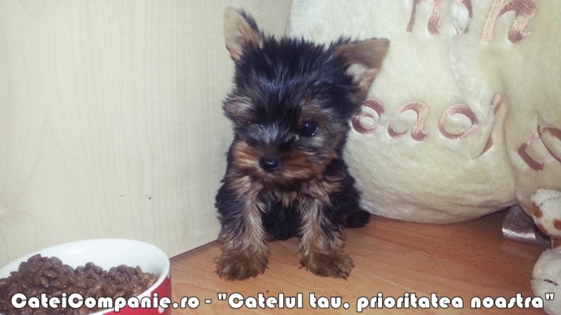 Yorkshire terrier puiuti - Pret | Preturi Yorkshire terrier puiuti