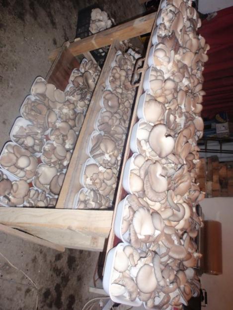 VAND CIUPERCI PLEUROTUS - Pret | Preturi VAND CIUPERCI PLEUROTUS