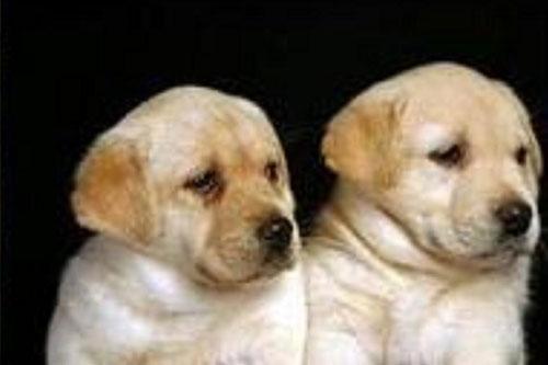 Pui de Labrador Retriever, Golden si Ciobanesc German (Caine-Lup) - Bucuresti - Pret | Preturi Pui de Labrador Retriever, Golden si Ciobanesc German (Caine-Lup) - Bucuresti
