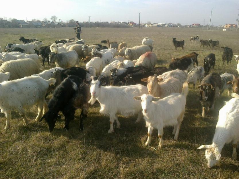 Vand 120 capre carpatine si 80 iedute.caprele sunt gestante - Pret | Preturi Vand 120 capre carpatine si 80 iedute.caprele sunt gestante
