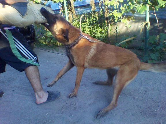 FEMELA CIOBANESC BELGIAN MALINOIS 0721621321 - Pret | Preturi FEMELA CIOBANESC BELGIAN MALINOIS 0721621321