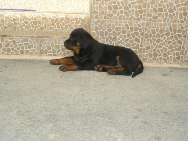 pui rottweiler rasa pura de cea mai buna calitate - Pret | Preturi pui rottweiler rasa pura de cea mai buna calitate