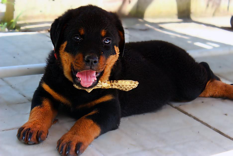 Rottweiler,puiuti de show - Pret | Preturi Rottweiler,puiuti de show