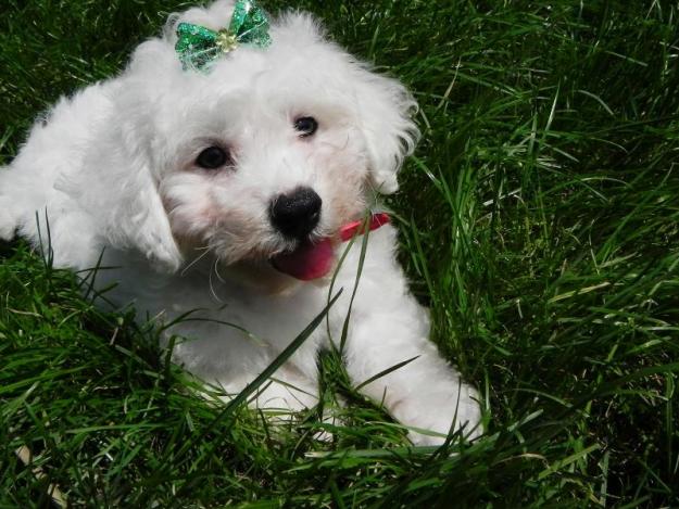 vand bichon frise 2 luni accesorii incluse - Pret | Preturi vand bichon frise 2 luni accesorii incluse
