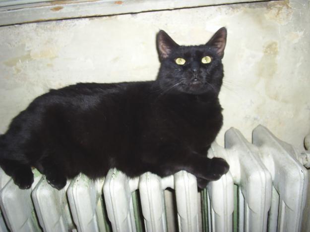 Ofer pisicuta neagra - Pret | Preturi Ofer pisicuta neagra