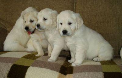 Catei Golden Retriever superbi - Pret | Preturi Catei Golden Retriever superbi