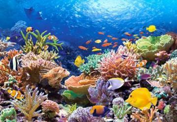 Puzzle Castorland 1000 Pesti in reciful de corali - Pret | Preturi Puzzle Castorland 1000 Pesti in reciful de corali