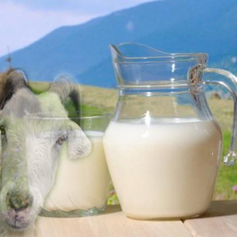 Vand lapte proaspat de capra 1.5 lei zilnic 60 litri si branza de capra 12 lei kg - Pret | Preturi Vand lapte proaspat de capra 1.5 lei zilnic 60 litri si branza de capra 12 lei kg