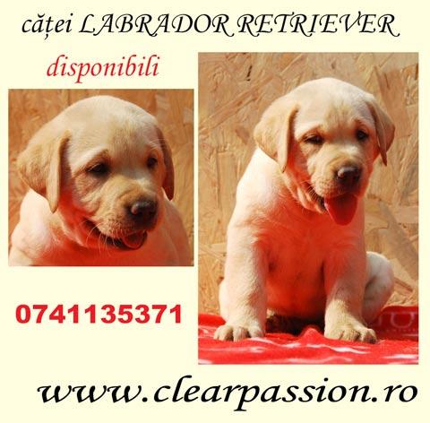 catelusi Labrador retriever cu pedigree, superbi, disponibili! - Pret | Preturi catelusi Labrador retriever cu pedigree, superbi, disponibili!