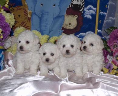 VAND BICHON FRISE TALIE MICA - Pret | Preturi VAND BICHON FRISE TALIE MICA