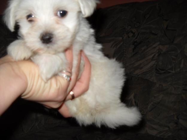 bichon maltese si frise - Pret | Preturi bichon maltese si frise