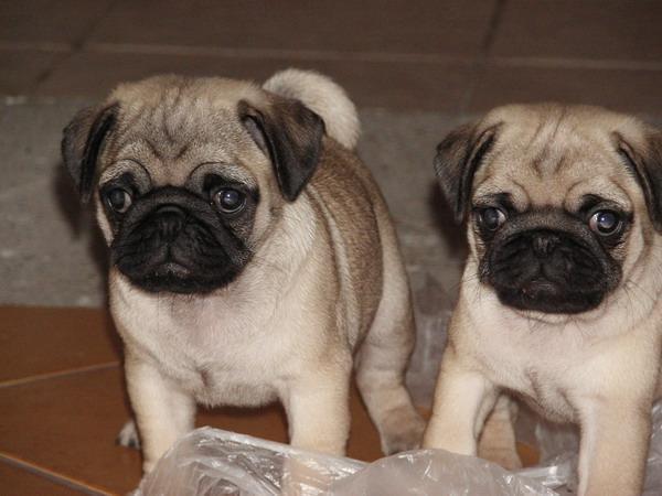 vand catelusi mops pug carlino 190 e rasa pura - Pret | Preturi vand catelusi mops pug carlino 190 e rasa pura