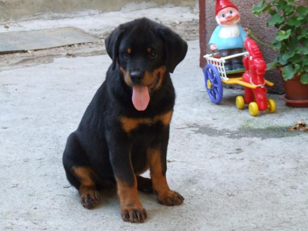 Vand cateii rottweiler pret acceptabil , calitate maxima - Pret | Preturi Vand cateii rottweiler pret acceptabil , calitate maxima