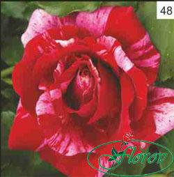De vanzare trandafiri Florov - Pret | Preturi De vanzare trandafiri Florov